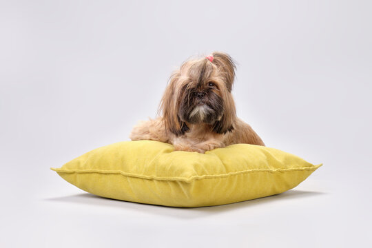 An Overgrown Shih Tzu Dog Lies On A Yellow Pillow