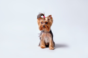 Charming Yorkshire terrier with a ponytail of hair on his head sits on a light background