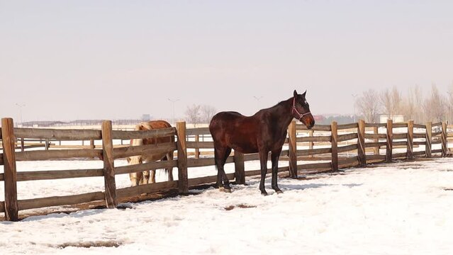 Hanoverian horse and Haflinger Horse.
Horses are outdoors on a sunny winter 's day to be able to move freely.
Horses in a fenced snow covered field.
Farm animals and snow.
Love animal.
Cute pets, pet