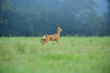 Roe deer jumping in the green meadow