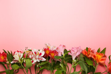 Beautiful  flowers on  pink background, flat lay. 