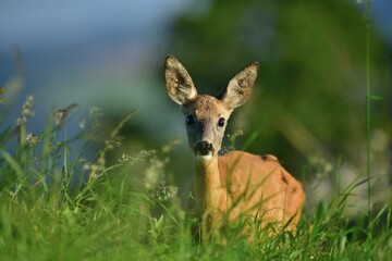 Herd of roe deer near the forest grazing the grass