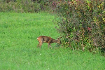 Herd of roe deer near the forest grazing the grass