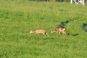 Herd of roe deer grazing on the green pasture