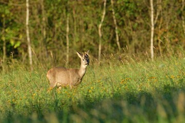 Herd of roe deer near the forest grazing the grass