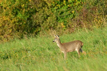 Herd of roe deer near the forest grazing the grass
