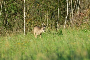 Herd of roe deer near the forest grazing the grass