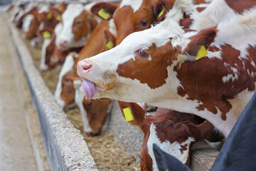 Dairy farm, simmental cattle, feeding cows on farm. Cow with the tongue out enjoys the meal