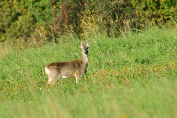 Portrait of roe deer with antlers on the meadow in rut season 