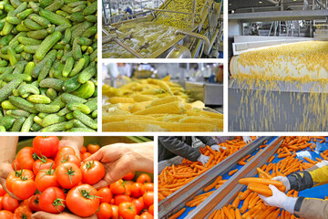Industrial production of vegetables in food processing plant, collage. People working, sorting tomatoes, carrots, cucumbers, green beans and corn in food factory