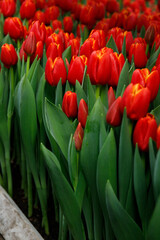 red tulips in the garden