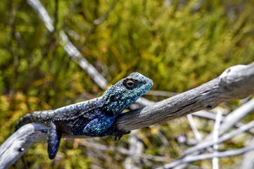 lizard on a branch