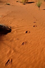 footprints on the beach