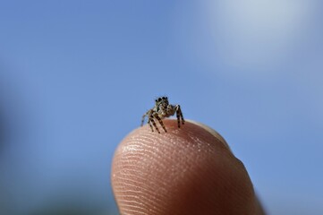 small spider on a human fingertip 