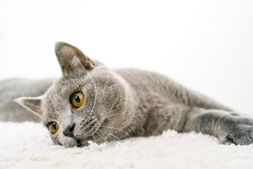 Elegant British Short Hair cat lying