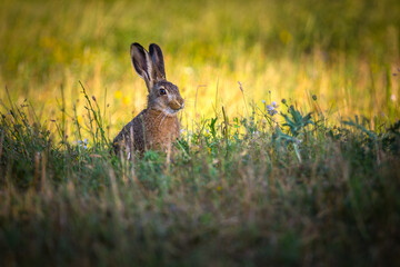 Obraz premium Hare on farm field in grass 