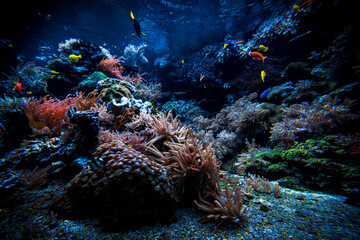 Fototapeta na wymiar Underwater sea world. Colorful tropical fish. Life in the coral reef. Ecosystem.