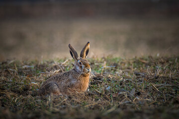 Obraz premium Hare on farm field in grass 
