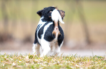 puppy terrier on a walk stands backwards