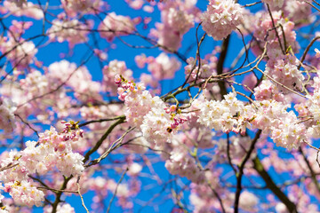 Beautiful cherry blossom sakura in spring. Almond pink flowers