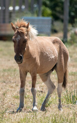 Obraz premium pequeño potrillo en el campo
