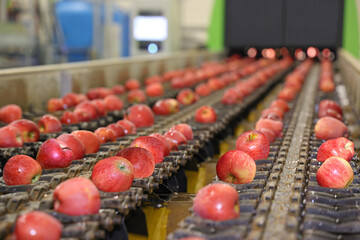 Clean fresh apples moving on conveyor sorting and grading by the machine in a fruit packing warehouse