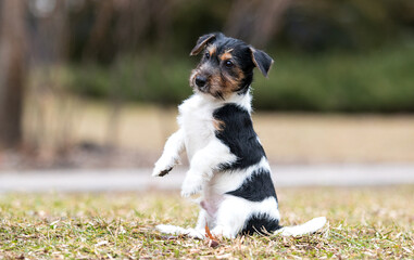 active puppy stands on its hind legs