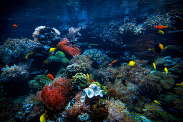 Naklejka na ściany i meble Underwater sea world. Colorful tropical fish. Life in the coral reef. Ecosystem.