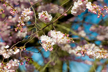 Spring Cherry blossoms, pink flowers.