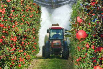 Spraying apple orchard to protect against disease and insects. Apple fruit tree spraying with a tractor and agricultural machinery in summer - obrazy, fototapety, plakaty