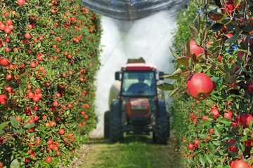 Poster Spraying apple orchard to protect against disease and insects. Apple fruit tree spraying with a tractor and agricultural machinery in summer © branex