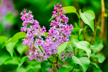 Blooming Purple Lilac. lilac flowers blossom in garden, spring background