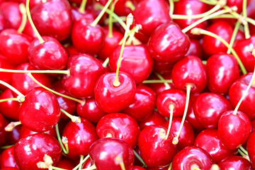 Close up of bunch of freshly picked sweet cherries