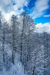 winter panorama of mountain forest with snow covered fir trees