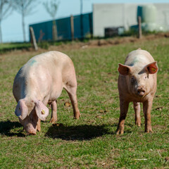 Pig standing on a grass lawn. Bio pig farm
