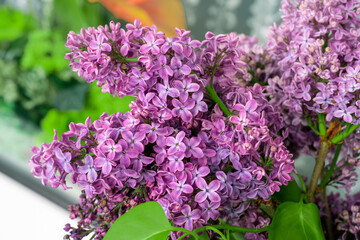 Spring blossom. Blooming lilac bush with tender tiny flower