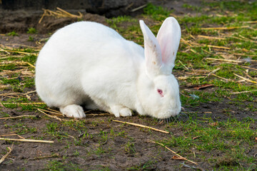 White rabbit. Rabbit On Grassy Field