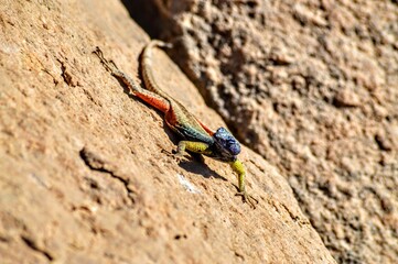 Augrabies flat lizard 