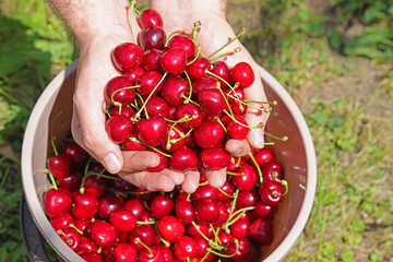 Close up of full hands of fresh and ripe sweet cherries putting in a bucket. Picking cherries in the orchard