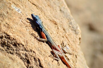 lizard on a rock