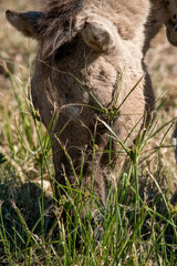 Fototapeta premium pequeño potrillo en el campo