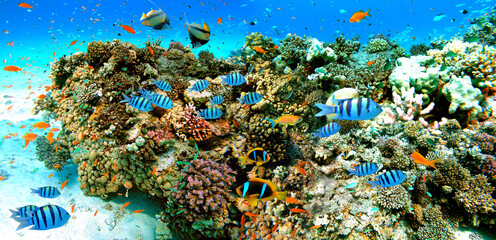 Underwater scene with exotic fishes and coral reef of the Red Sea, Clownfish, Bannerfish, Sergeant-major fish, Goldfish and other marine life near Hurghada, Egypt