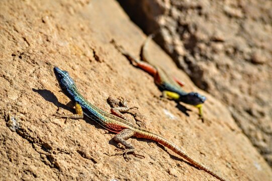 Augrabies flat lizards on a rock