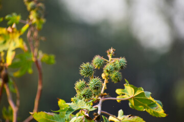 Castor Oil plant, Asia Castor fruits green castor oil image, herbs in India.
