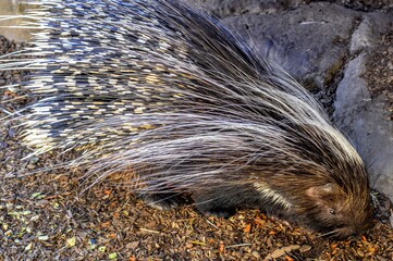 close up of a porcupine