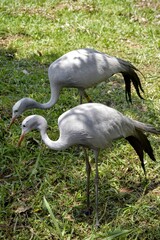 blue crane © byron_sa
