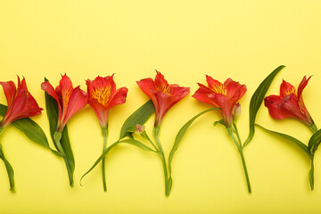 flowers on a yellow background. top view