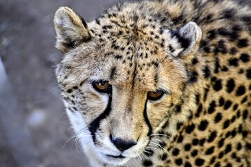 face of a cheetah
