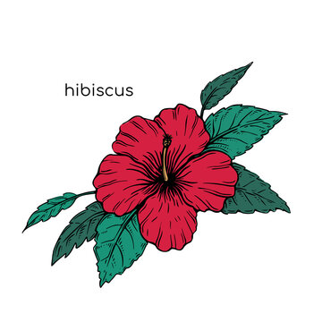 How to Draw a Hibiscus Flower Under 2 Minutes | Hibiscus flower drawing, Flower  drawing, Drawings