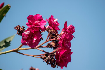 flores de un laurel de jardín